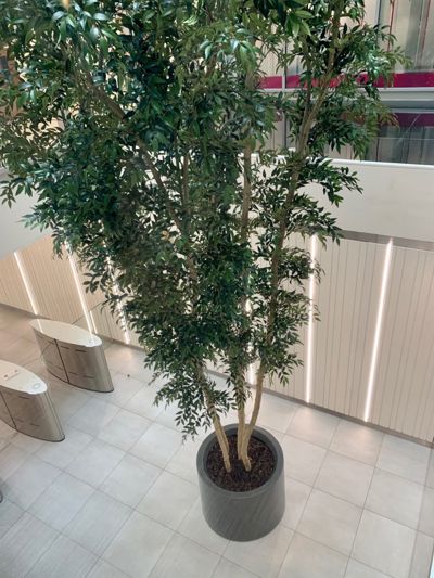Jersey-Smilax-Tree-768x1024.jpg